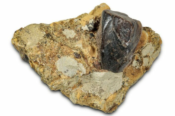 Fossil Triceratops Shed Tooth in Sandstone - Wyoming #358164
